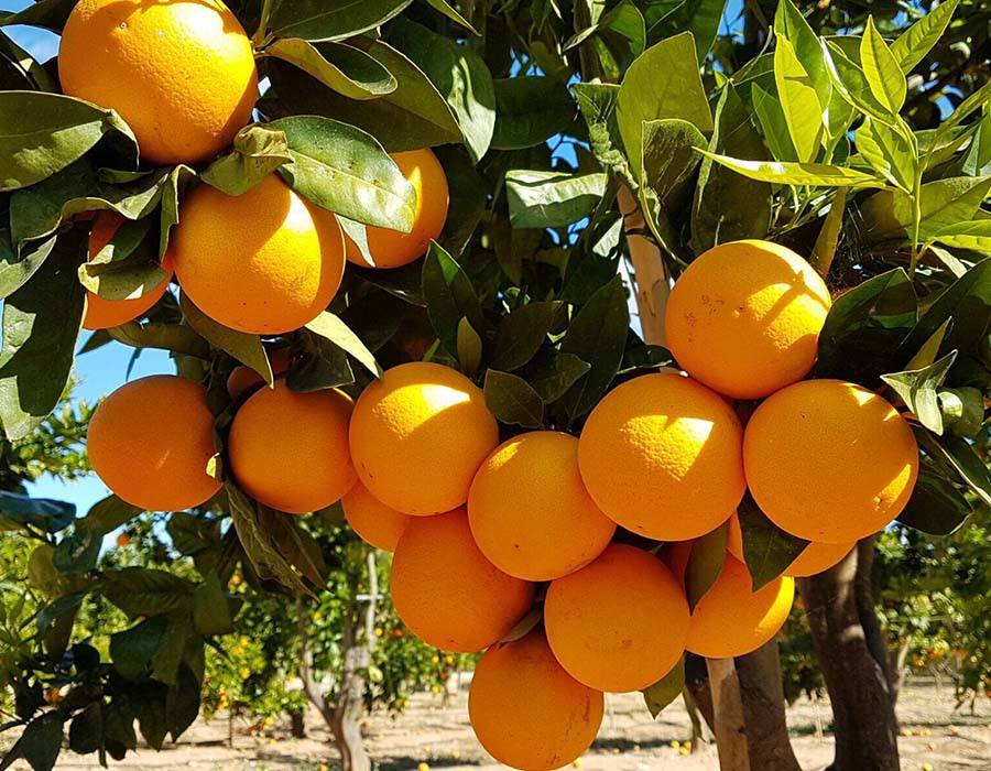 oranges-deona-fruit-farm